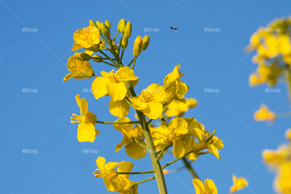 Close-up of bee flying in sky