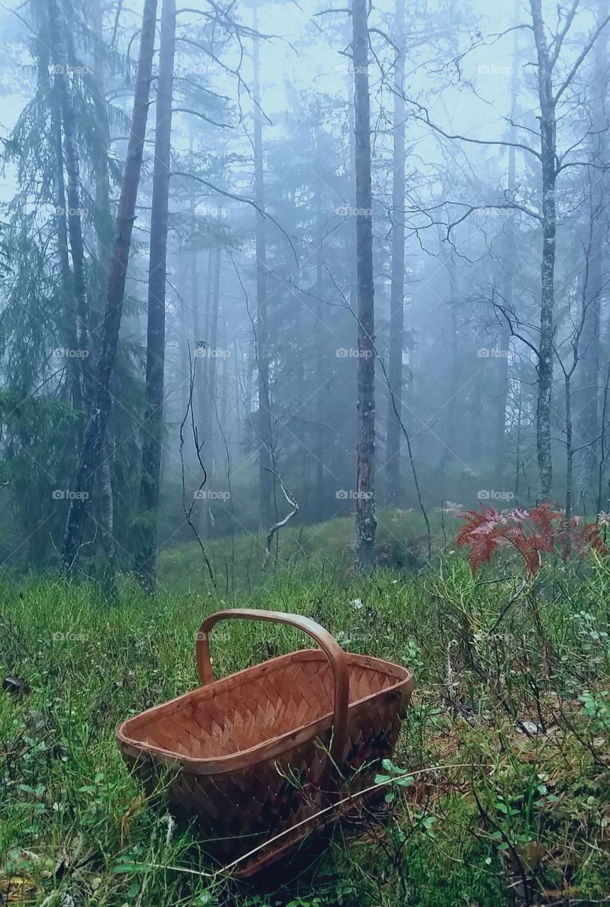 Misty Day in the Woods