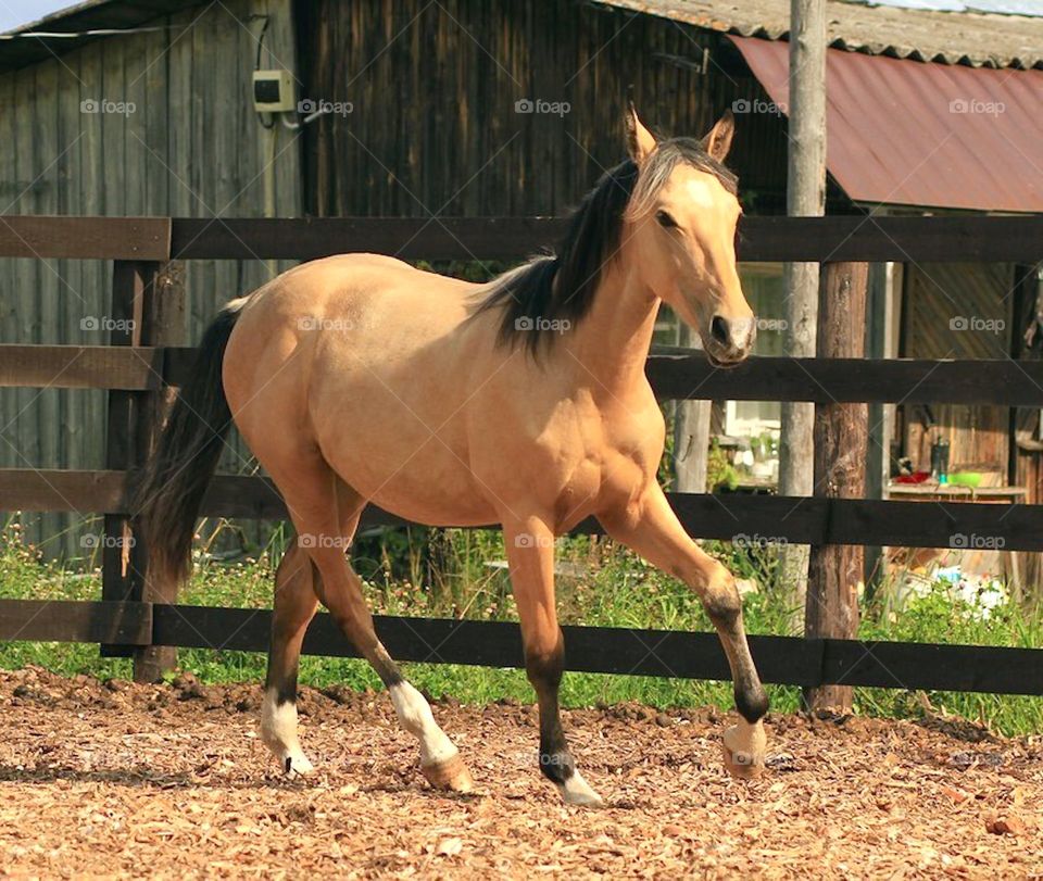 majestic horse