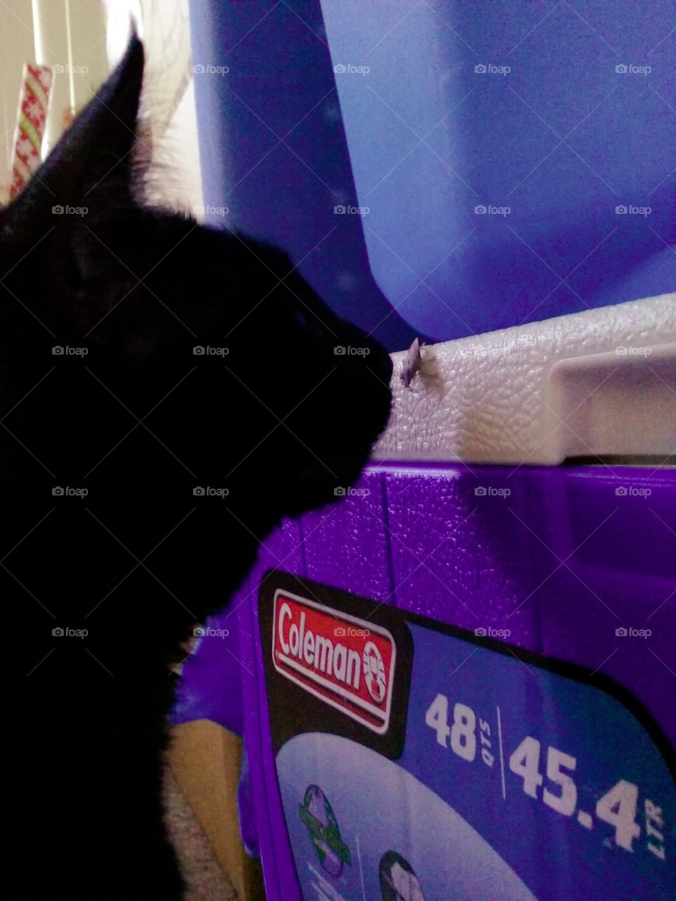 ninji and stink  bug