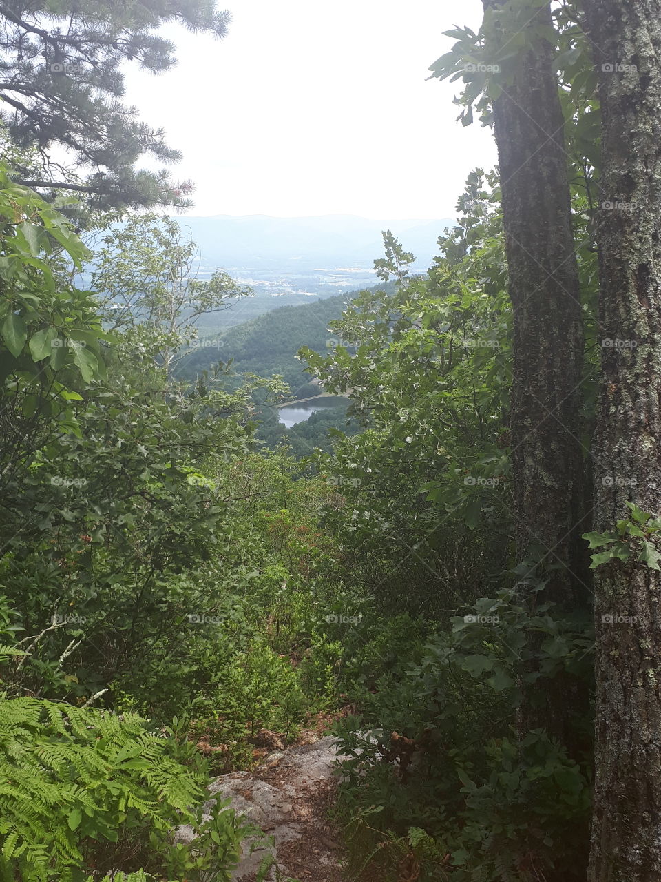 looking through the treea