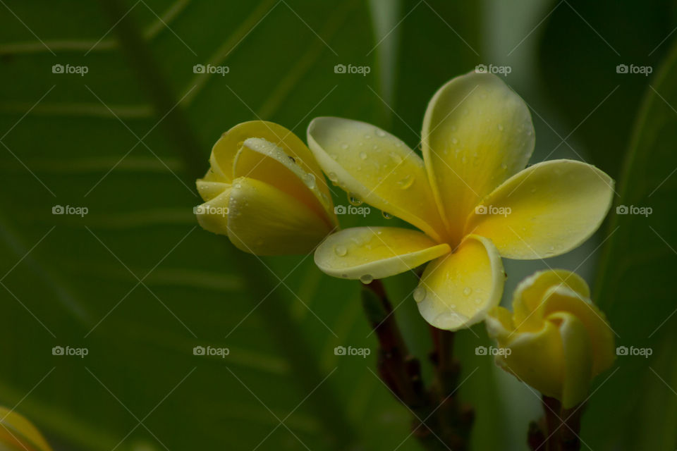 Close-up of wet flower