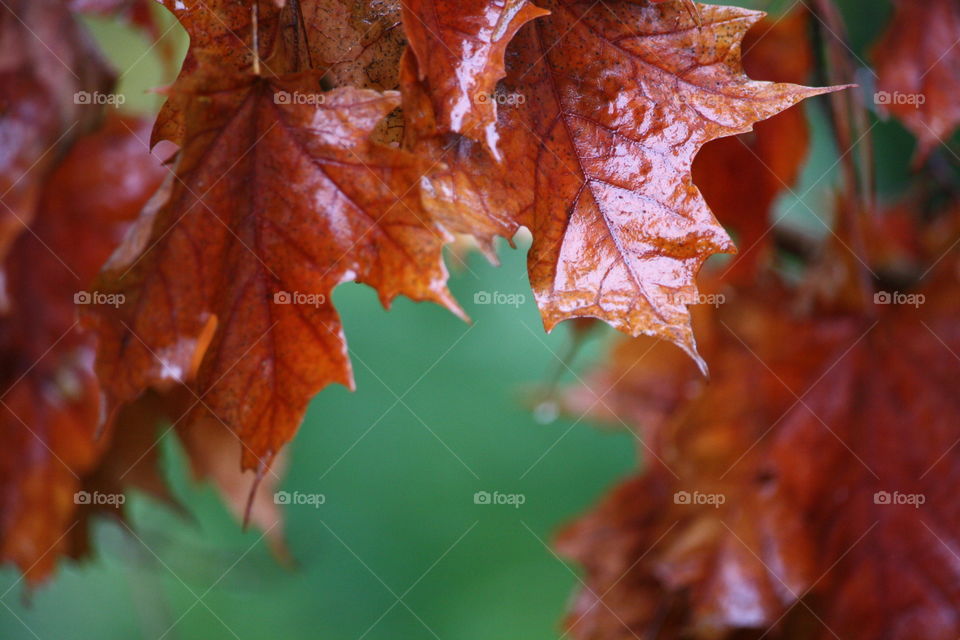 Autumn maple leaves in rain