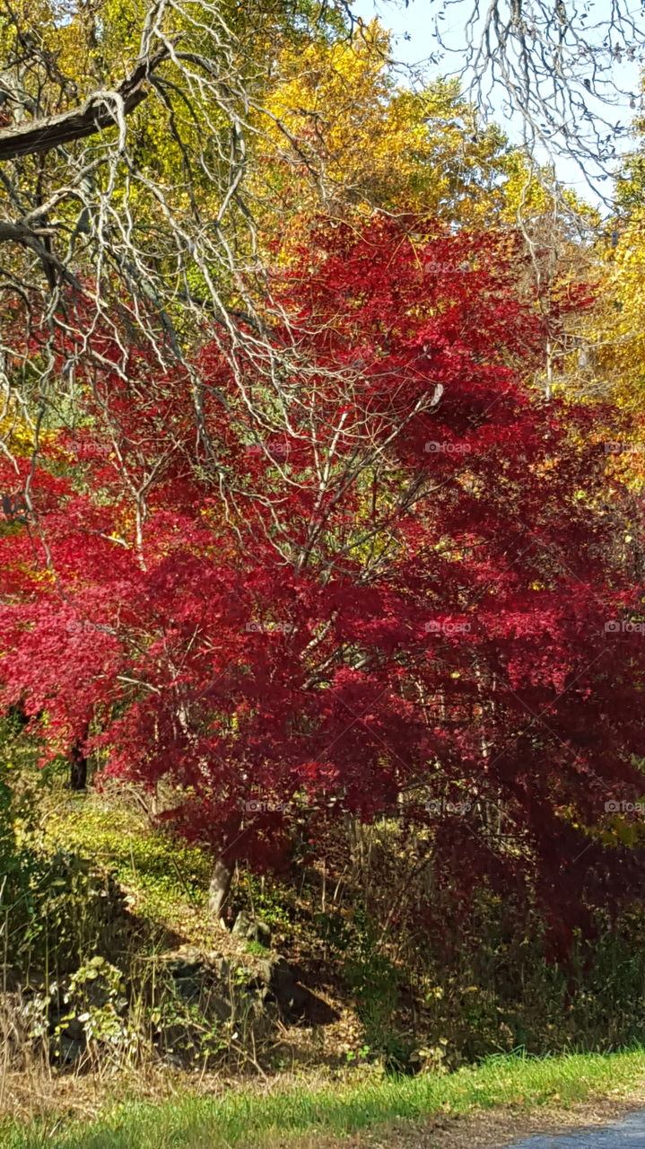 fall foliage