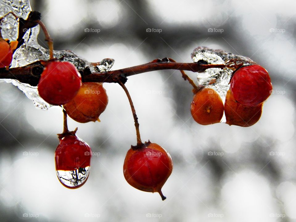 Frozen berries in winter 