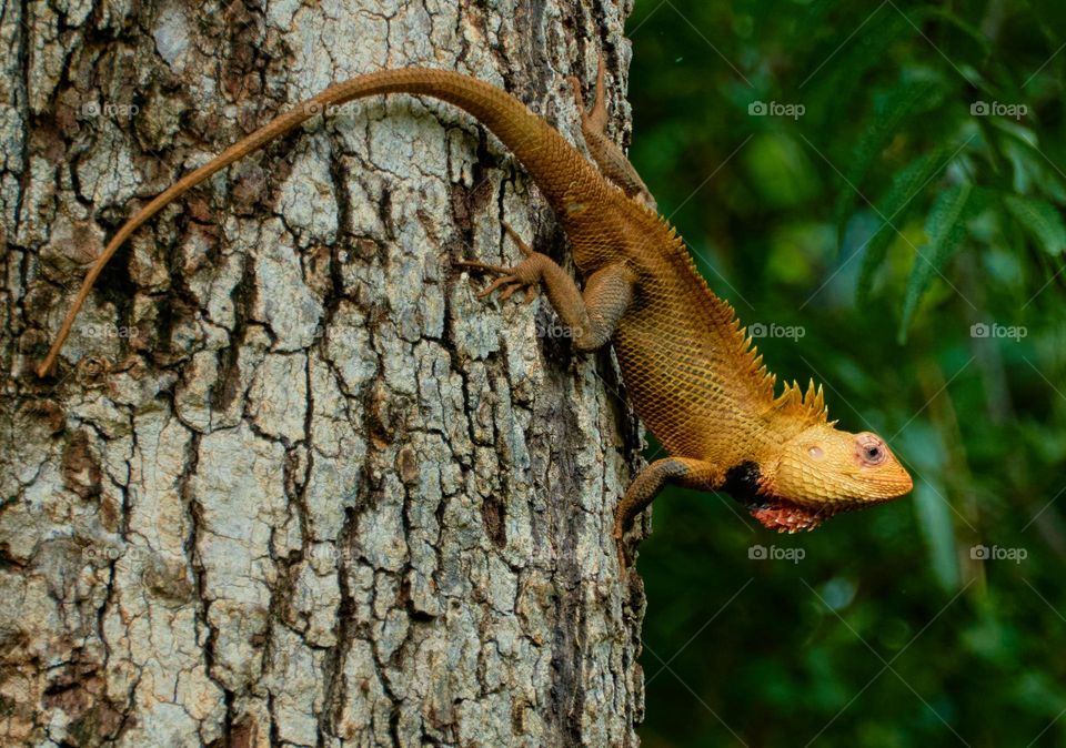 oriental lizard  - chameleon