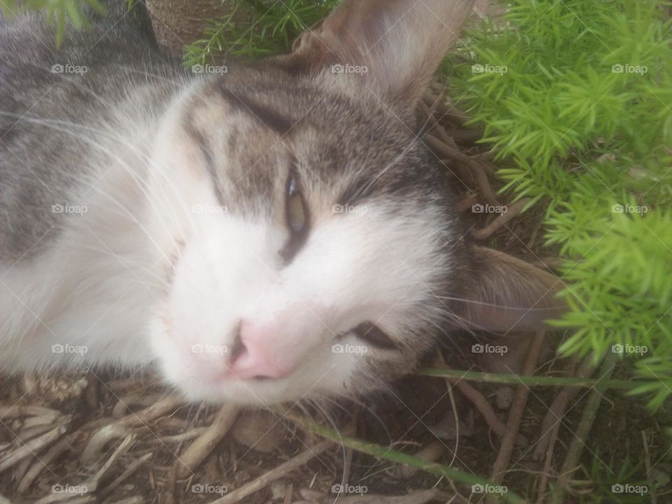 Beautiful cat looking at camera.