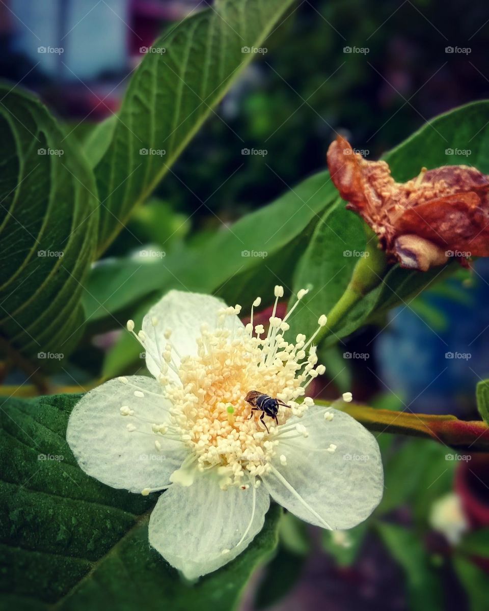 Guava flower