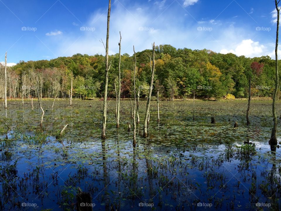 Fall on a beaver pond. A fall afternoon walking along a beaver pond