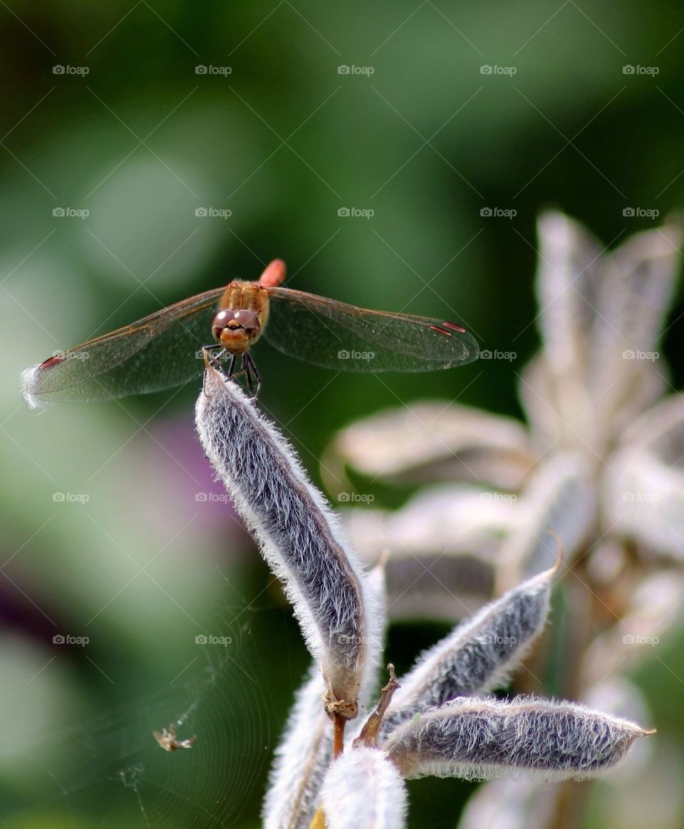 Close-up of a dragonfly on flower