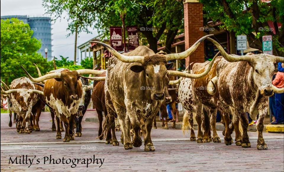 Stockyards . Fort Worth Texas everyday they walk the Texas Longhorns at 11am and at 4 pm.  A site to see. 