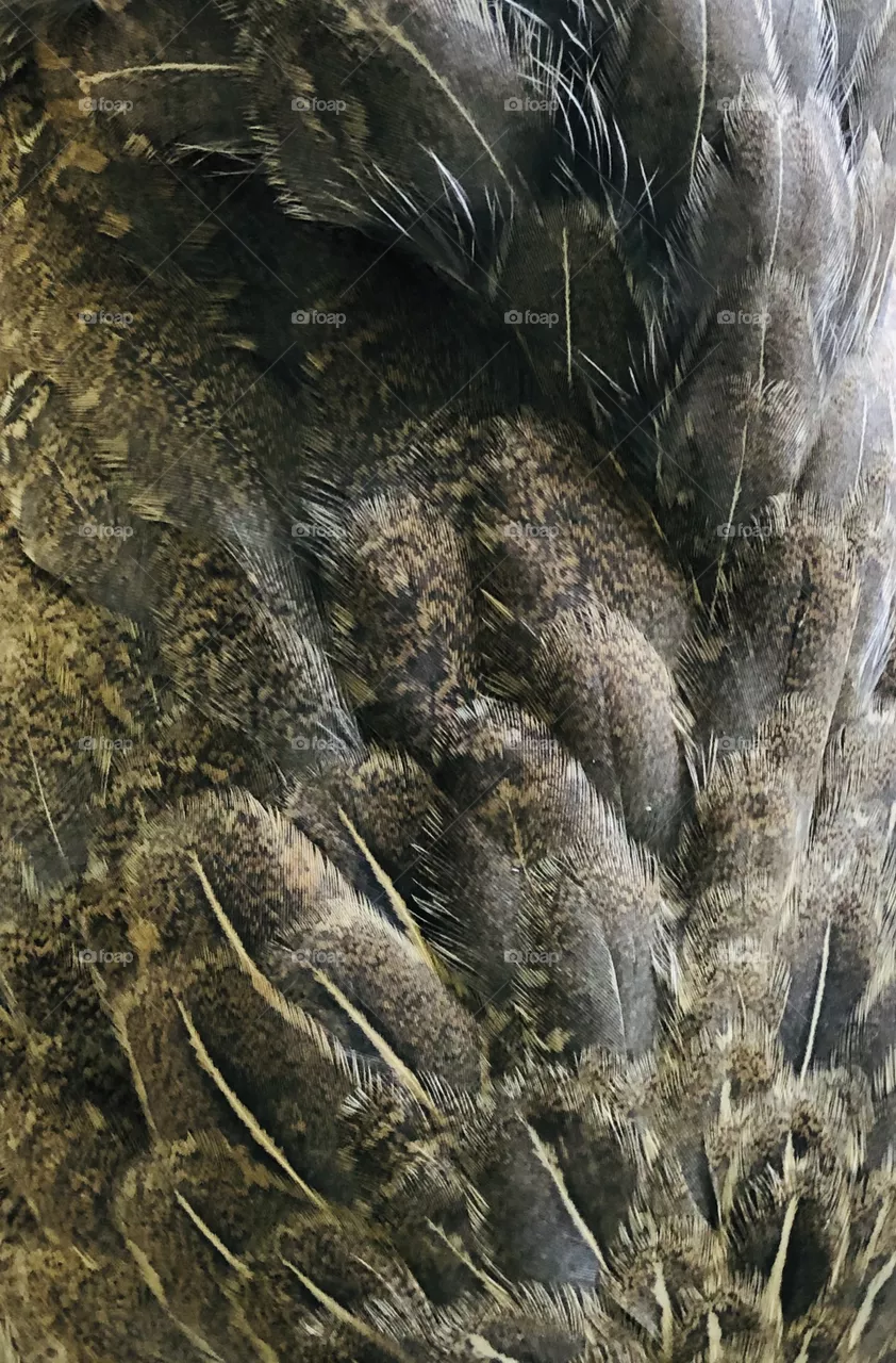 Feathers 