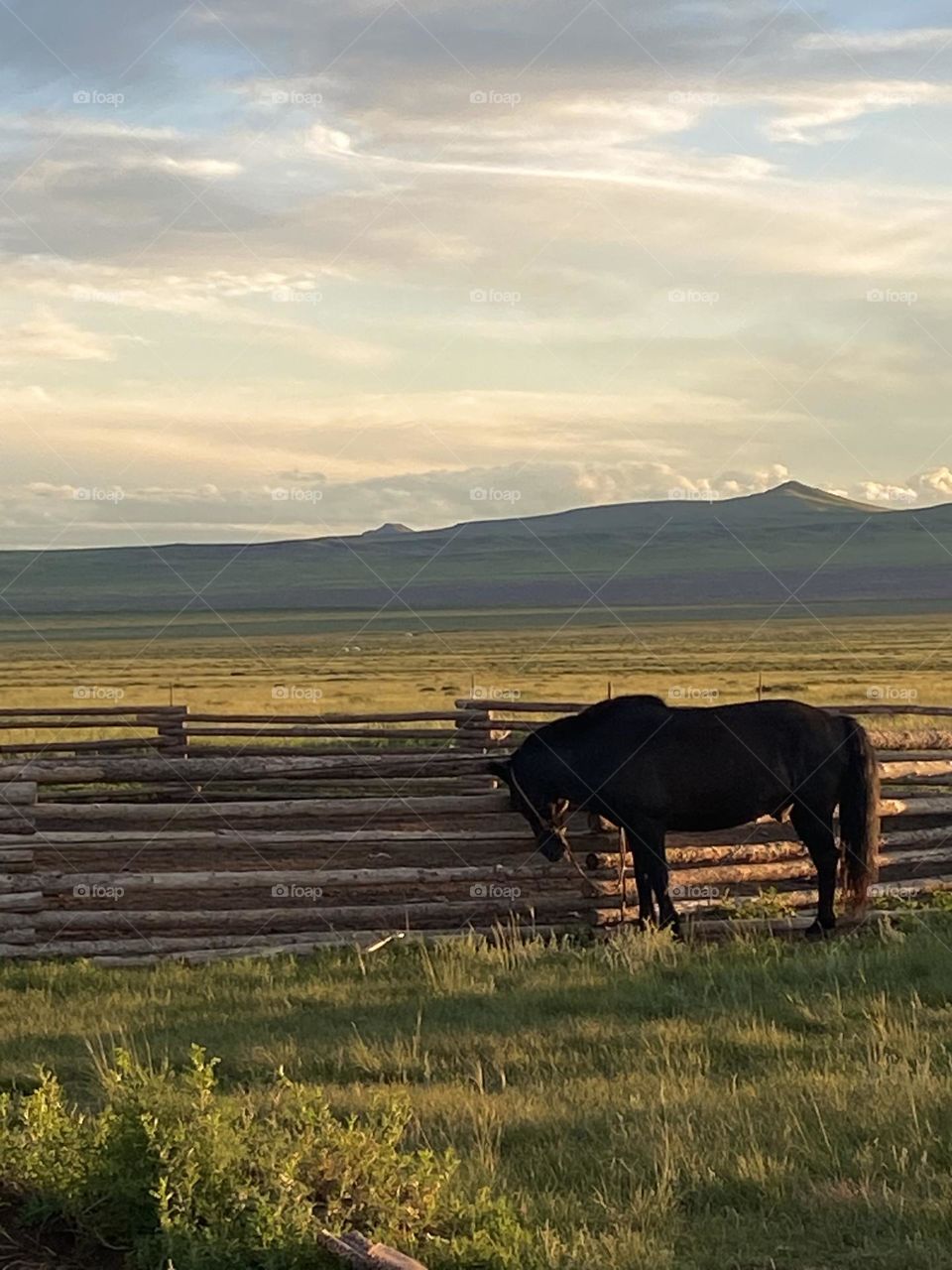 Horse is the most honored animal in Mongolia and appears on national symbol. You can find peace just by seeing a horse resting in the middle of wide Mongolian pristine steppe