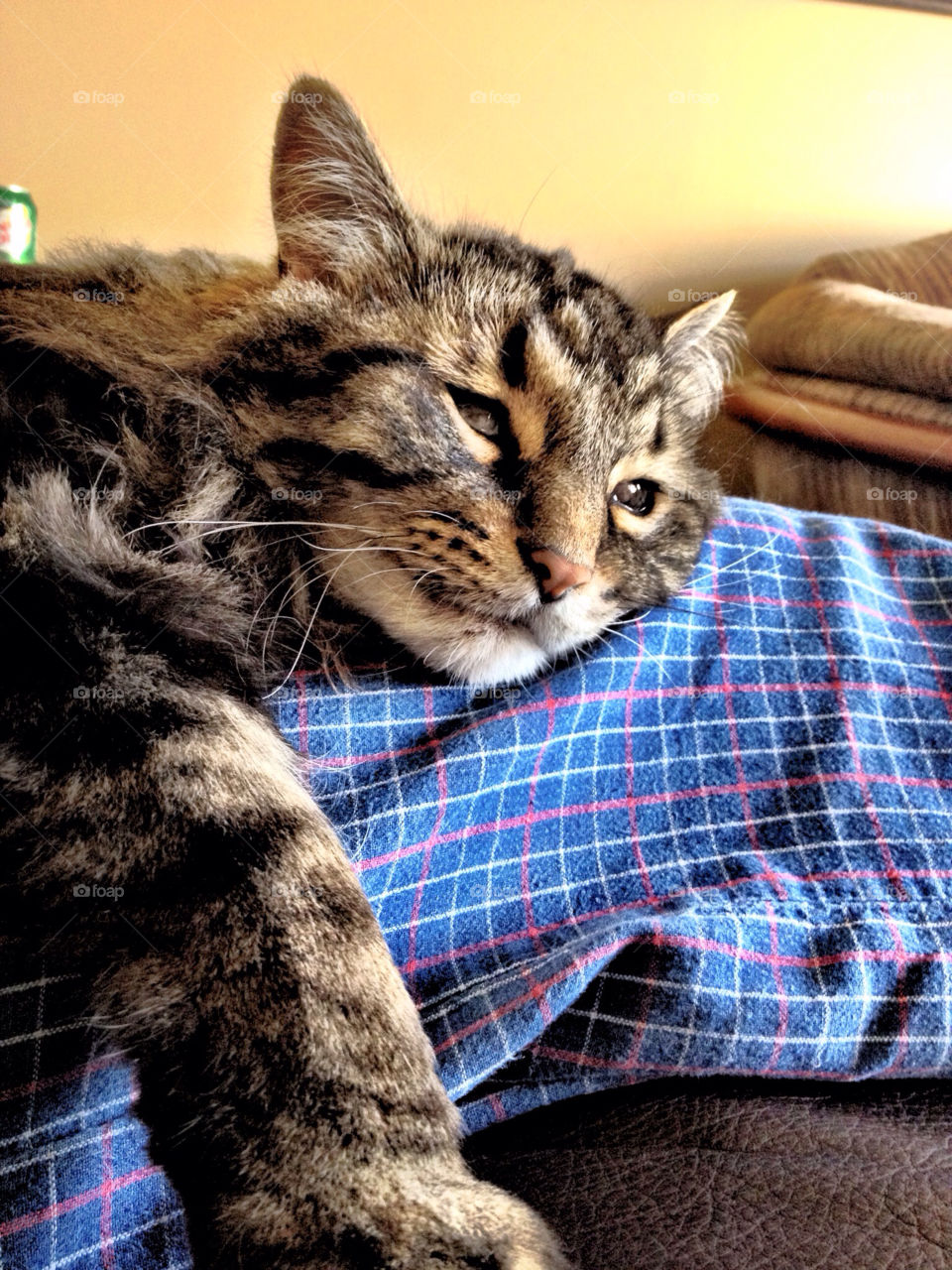 cat sleeping mammals cute by stykellee