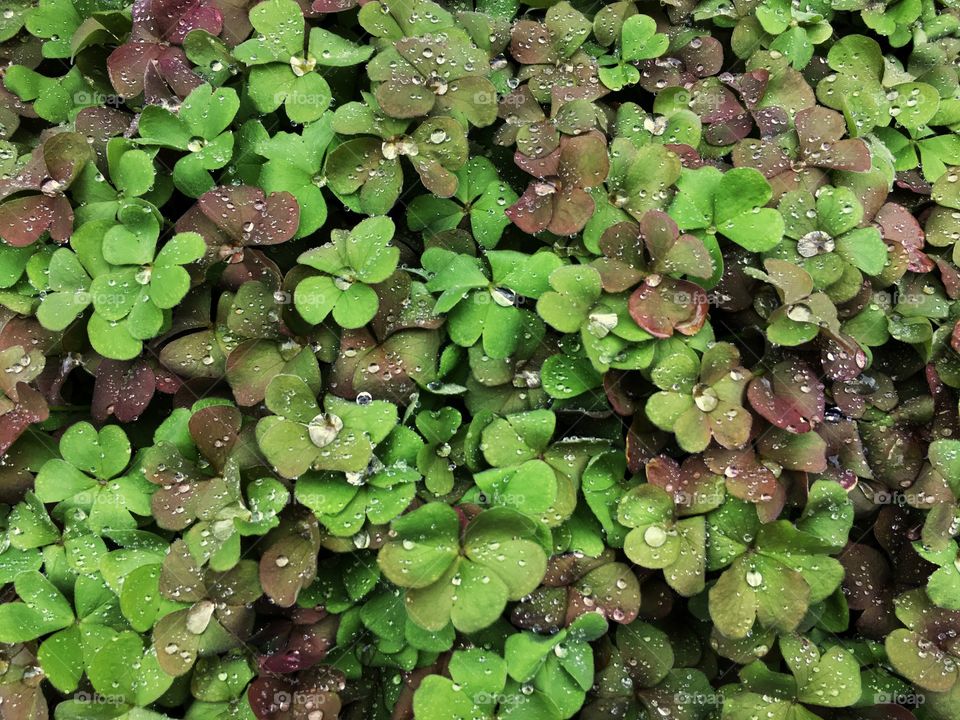 Clover wet with rain drops 