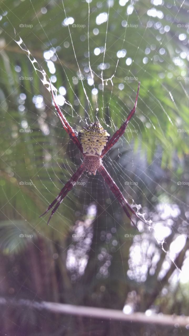 Hawaiian spider