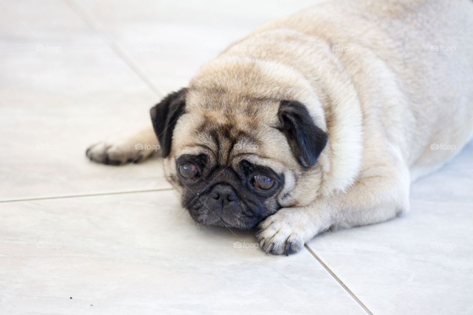 Cute Pug Resting 