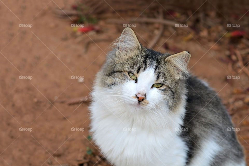 Beautiful tabby cat sitting in the garden.