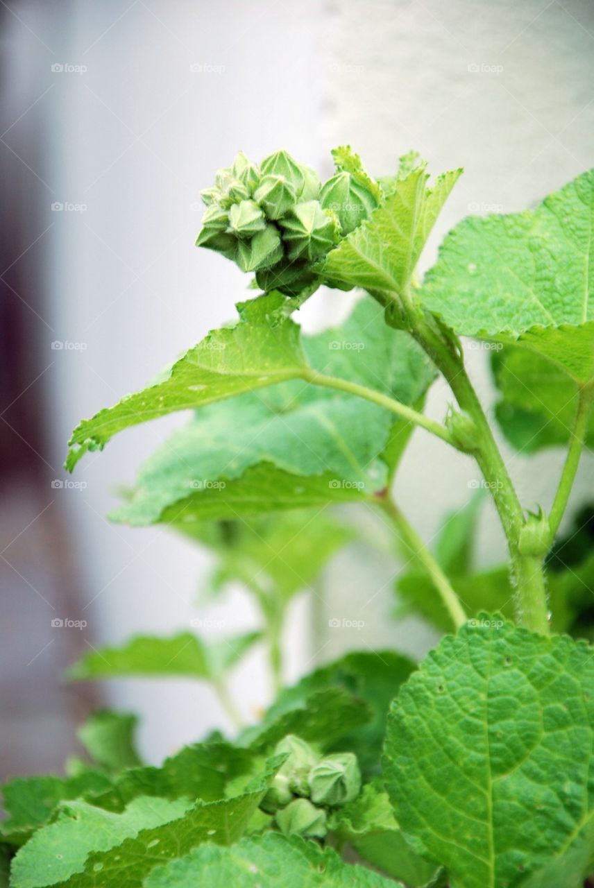 city green stockros hollyhock by humlabumla1