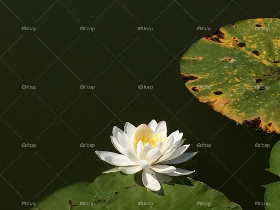 Water lily 