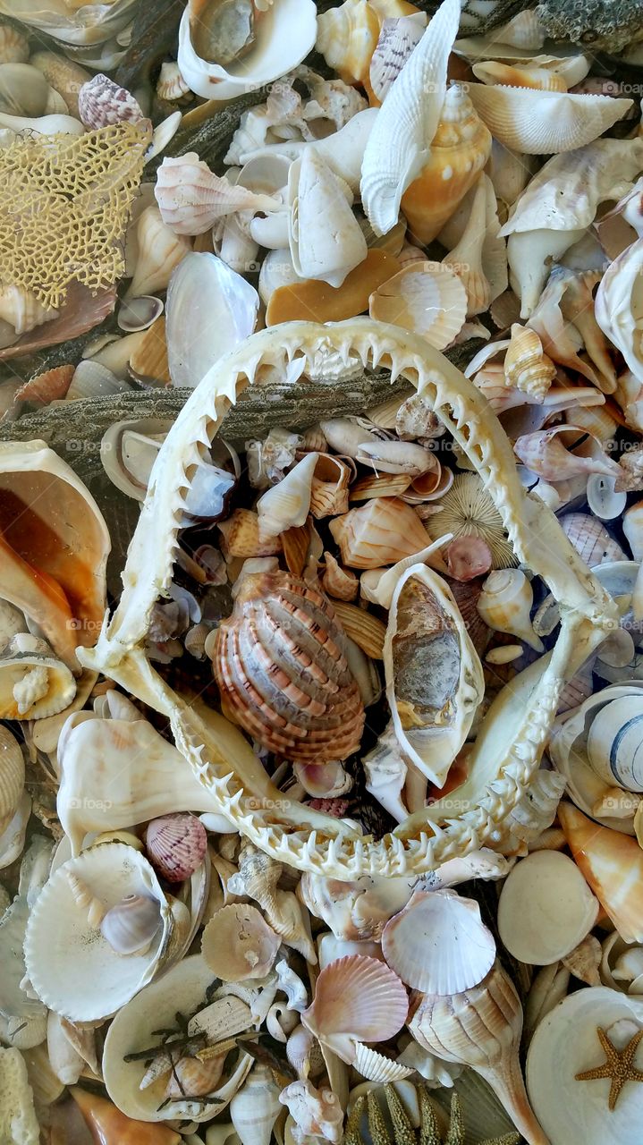 shark teeth in a bed of shells.