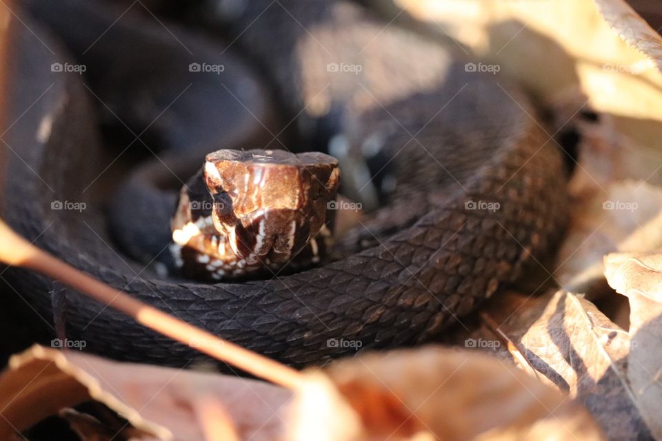 Out exploring Illinois. They close the road for snake migration twice a year