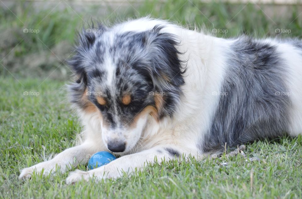Dog lying on the grass with ball