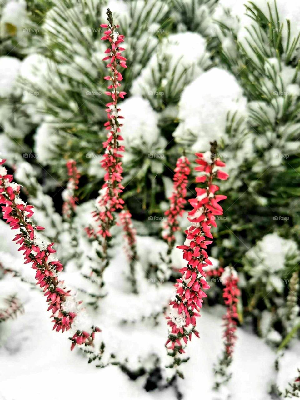 The first snow enveloped the garden with its frosty breath. How unexpectedly winter came to replace autumn.