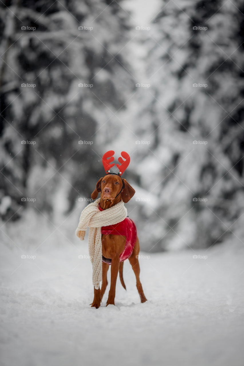 Outdoor portrait of Hungarian vyzhla dog in funny headband 