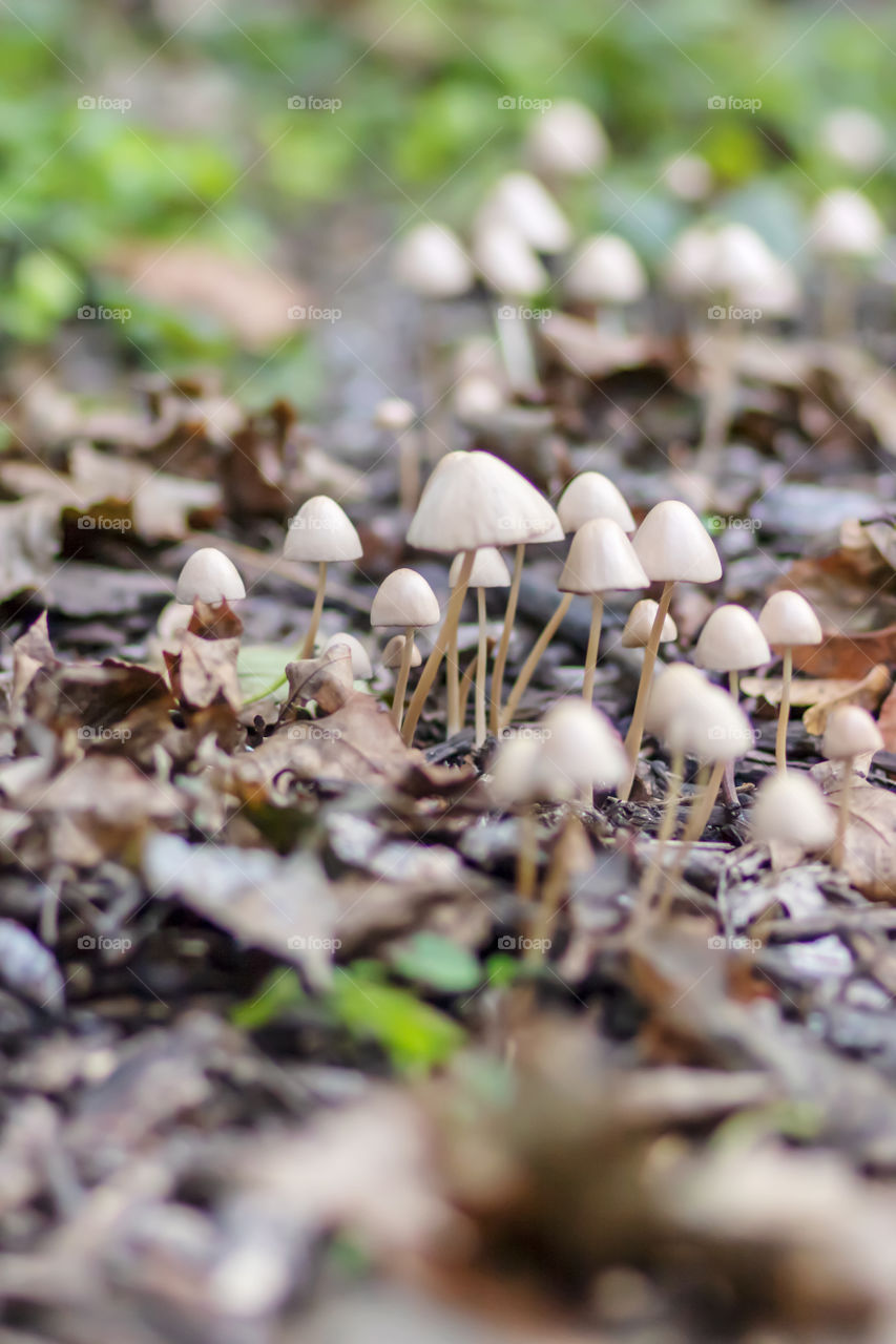 Selective focus to wild unedible mushrooms family in the forest. Nature life concept.