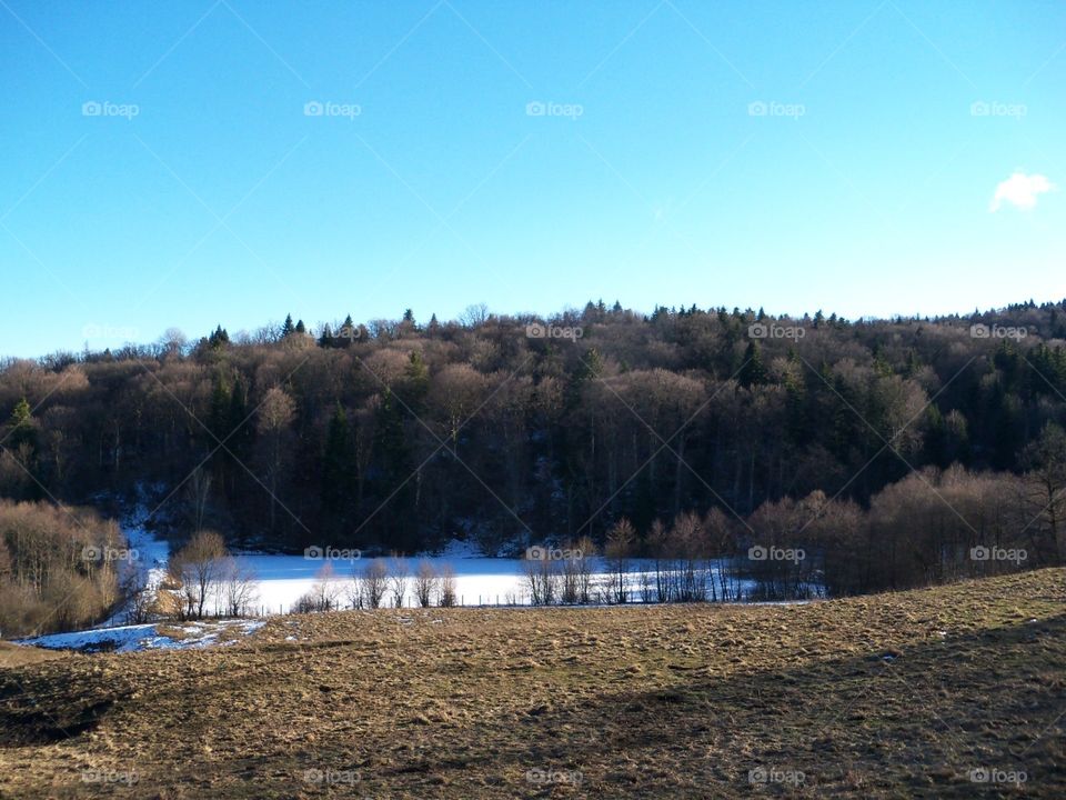 winter forest