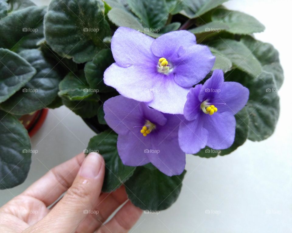 purple 💜 flowers house plants mobile photography