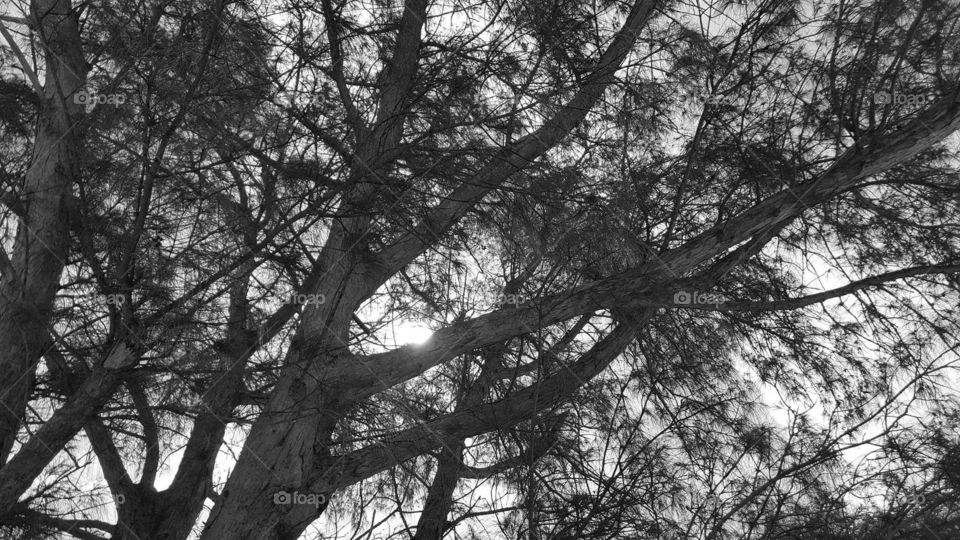 sun through tree grayscale