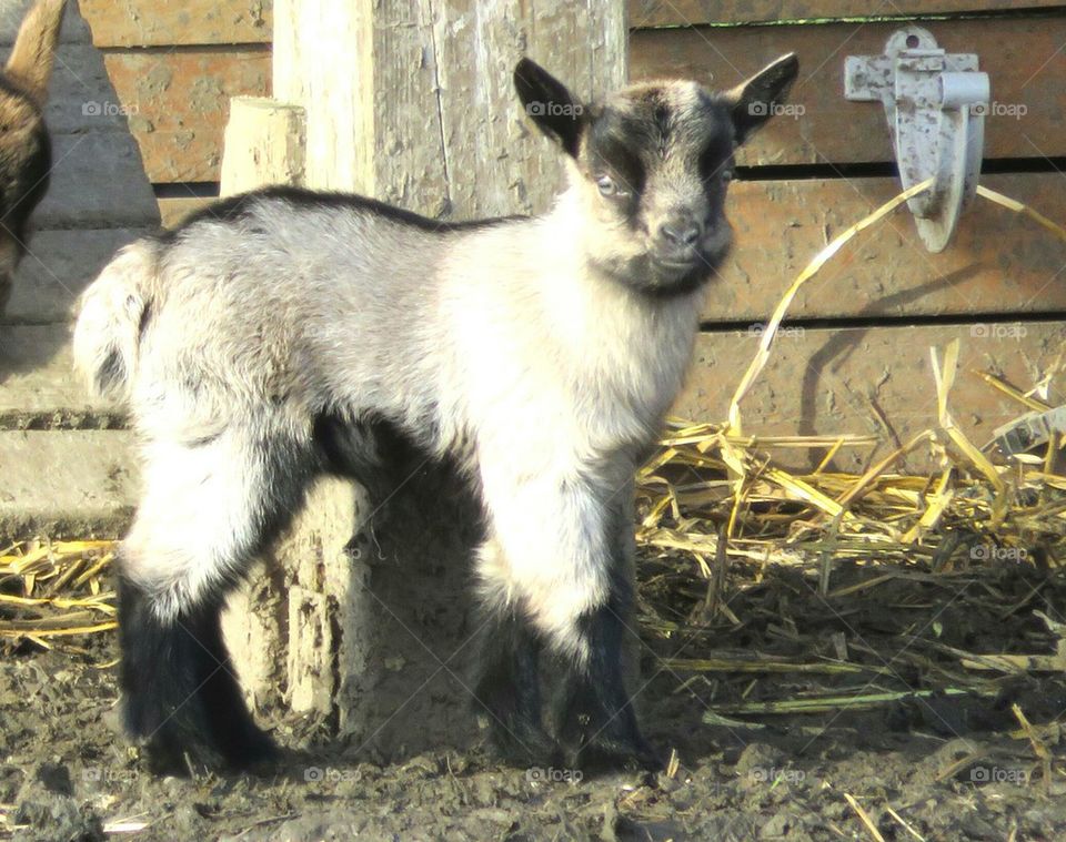 Baby goat