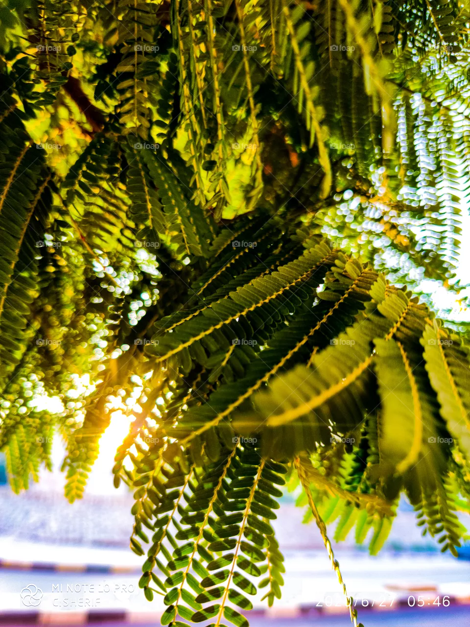 Nature, Natural sun and 🌲 tree