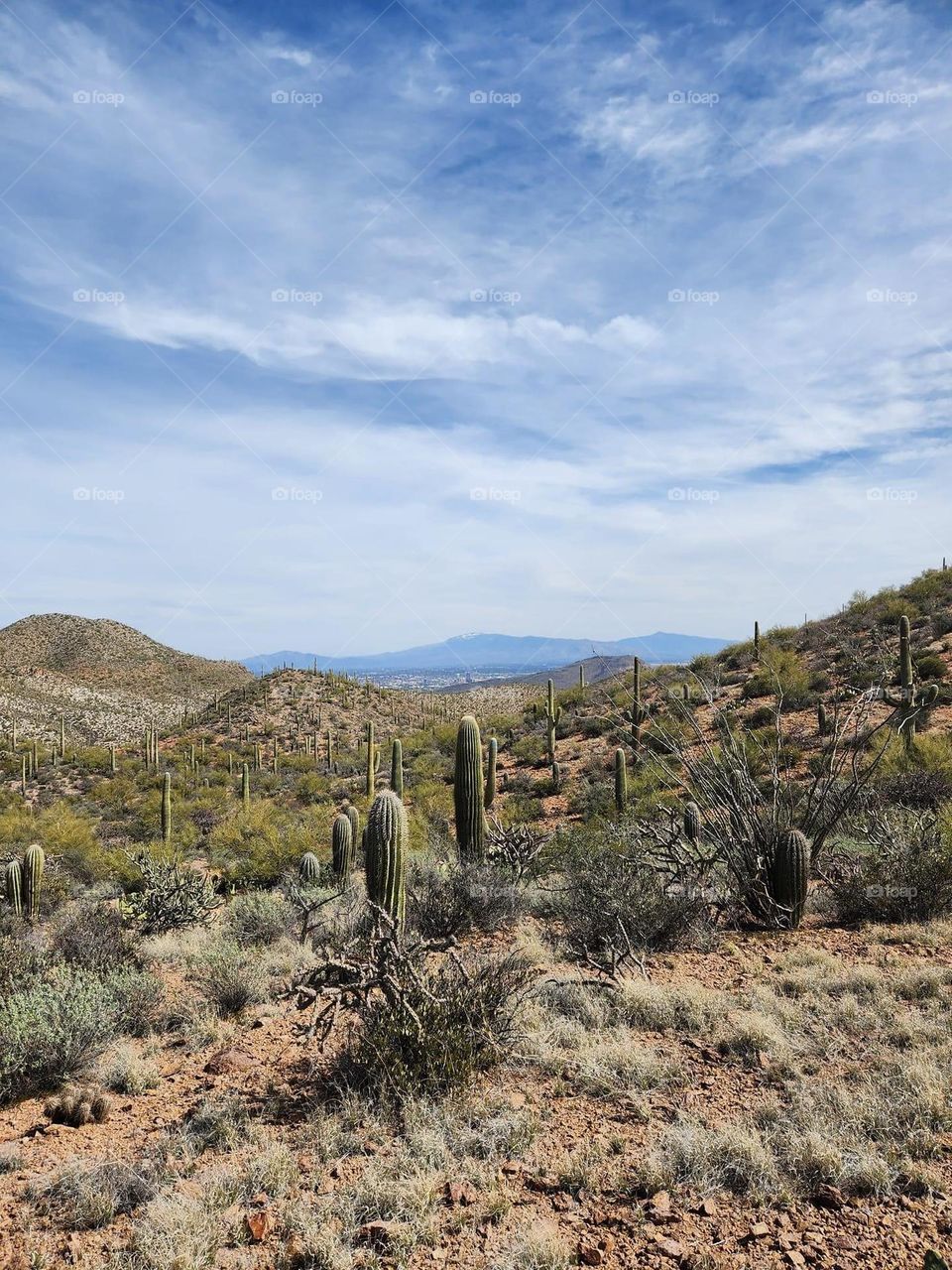 Saguaros in Tucson