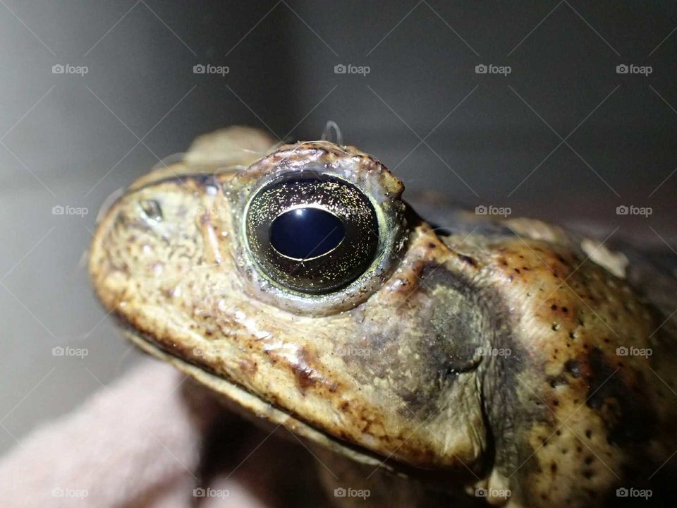 bufo toad