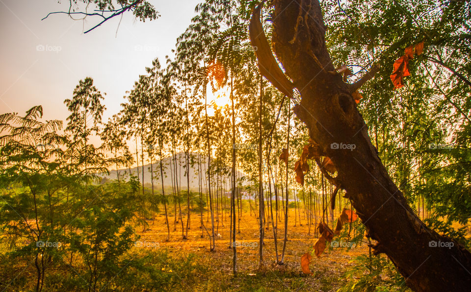 View of sunset and trees