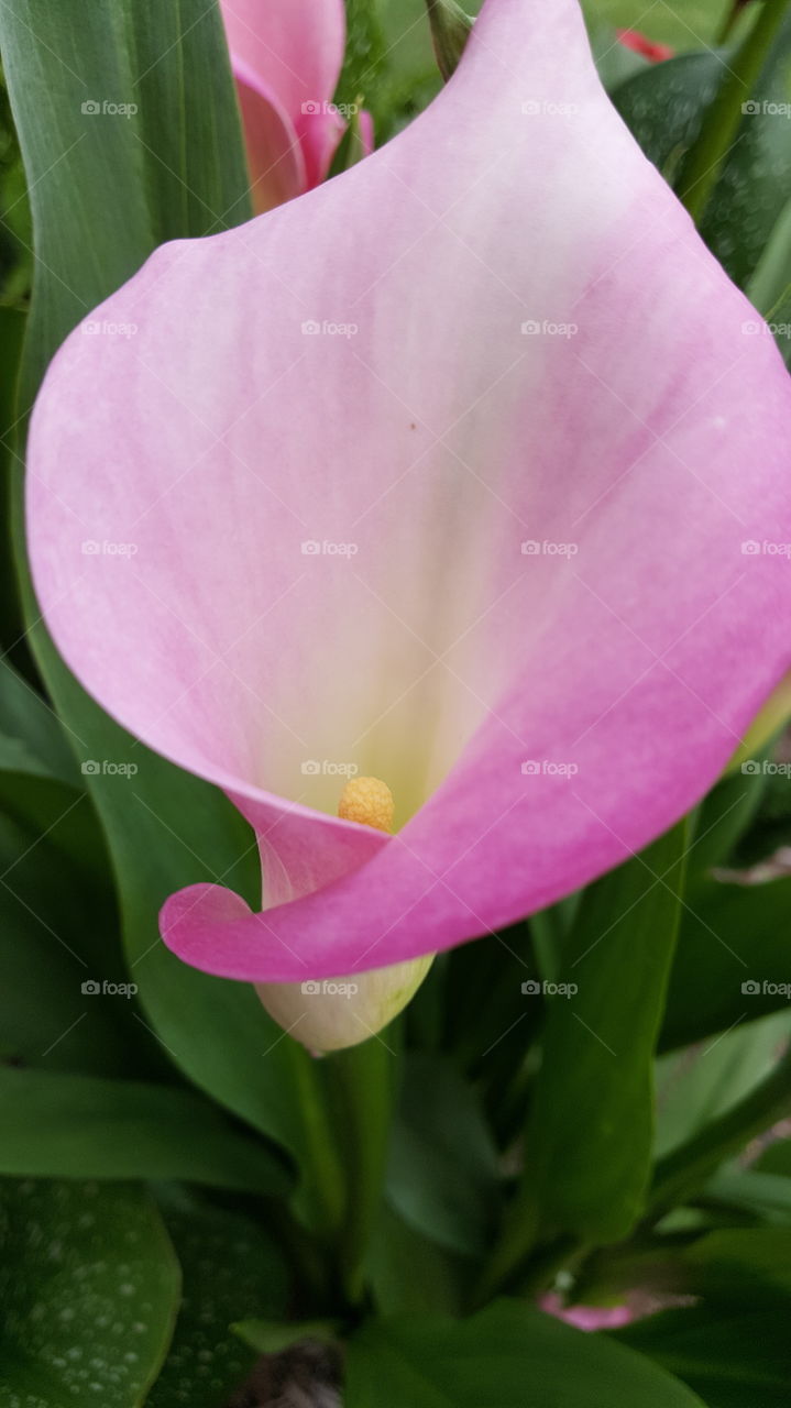 Pink Calla Lilly