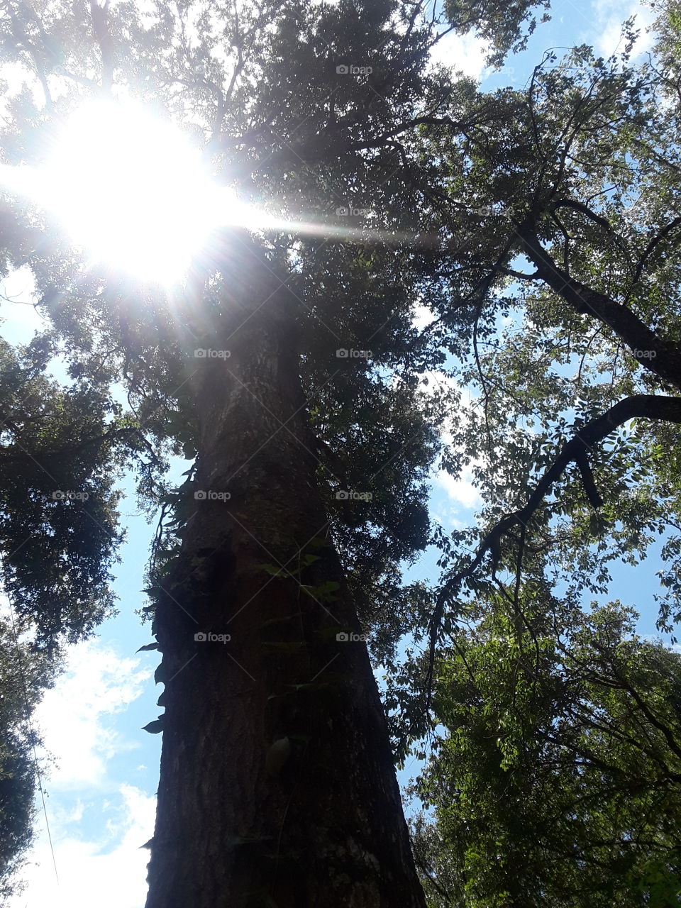 Sunlight thru Trees