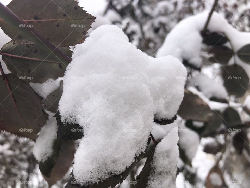 Snowy leaf