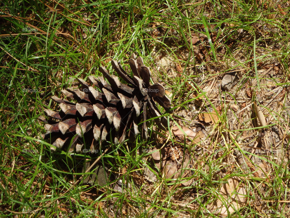 Pinecone