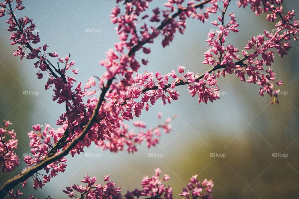 😍😍😍A tree branch covered in delicate pink flowers.
