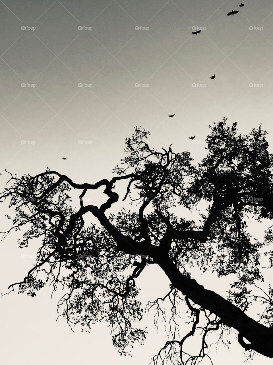 Birds flying over a tree