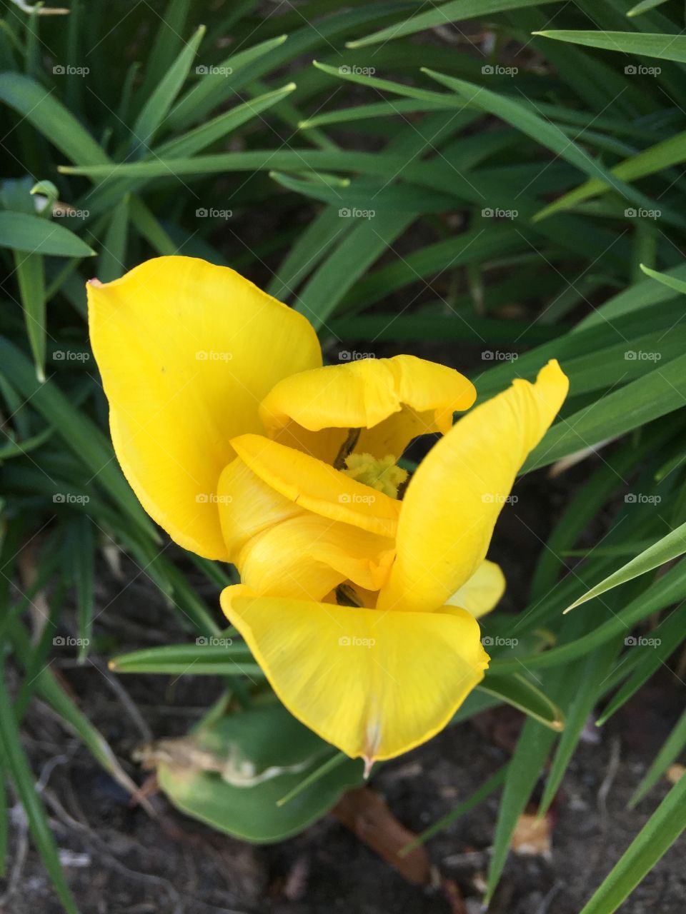 Tulip  in Norrköping Sweden 