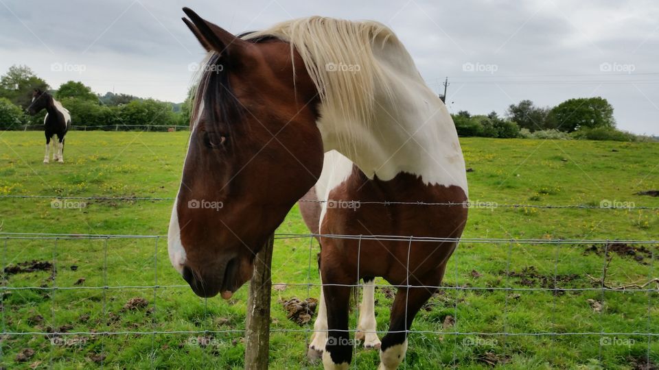 Mammal, Pasture, Grass, Farm, Hayfield
