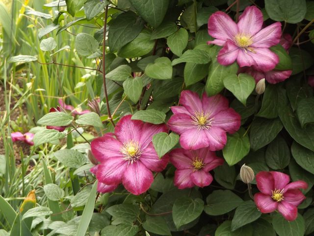 Clematis