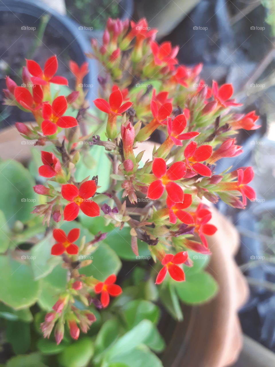 Kalanchoe blossom