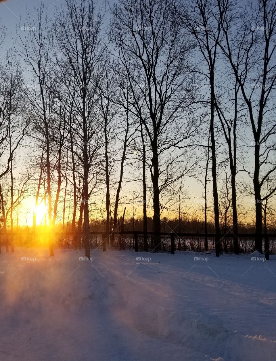 Dawn, Fog, Tree, Fall, Weather