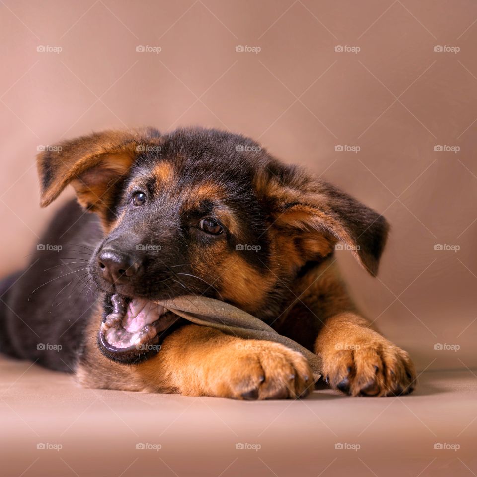 German shepherd puppy on light brown background 